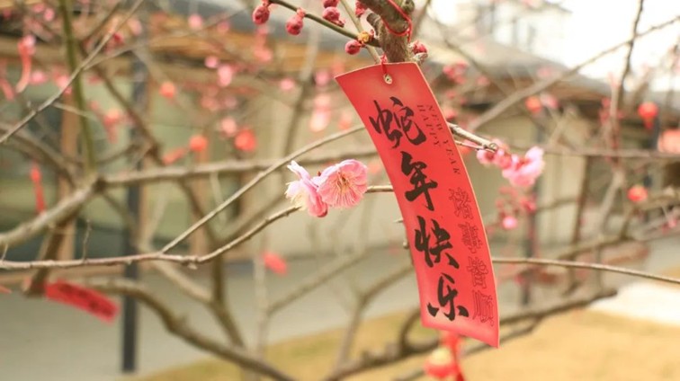 江南梅花季丨“梅”美与共!住在青浦花影中,盼君缓缓归矣 江南梅花季丨“梅”美与共!住在青浦花影中,盼君缓缓归矣