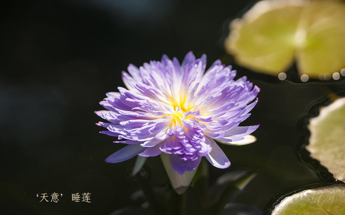 05、‘天意’睡莲.jpg 05、‘天意’睡莲.jpg