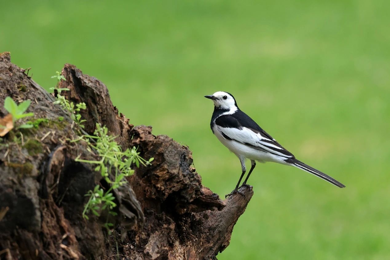 上海首个商场内的“生境花园”即将在长宁亮相6.jpg 上海首个商场内的“生境花园”即将在长宁亮相6.jpg