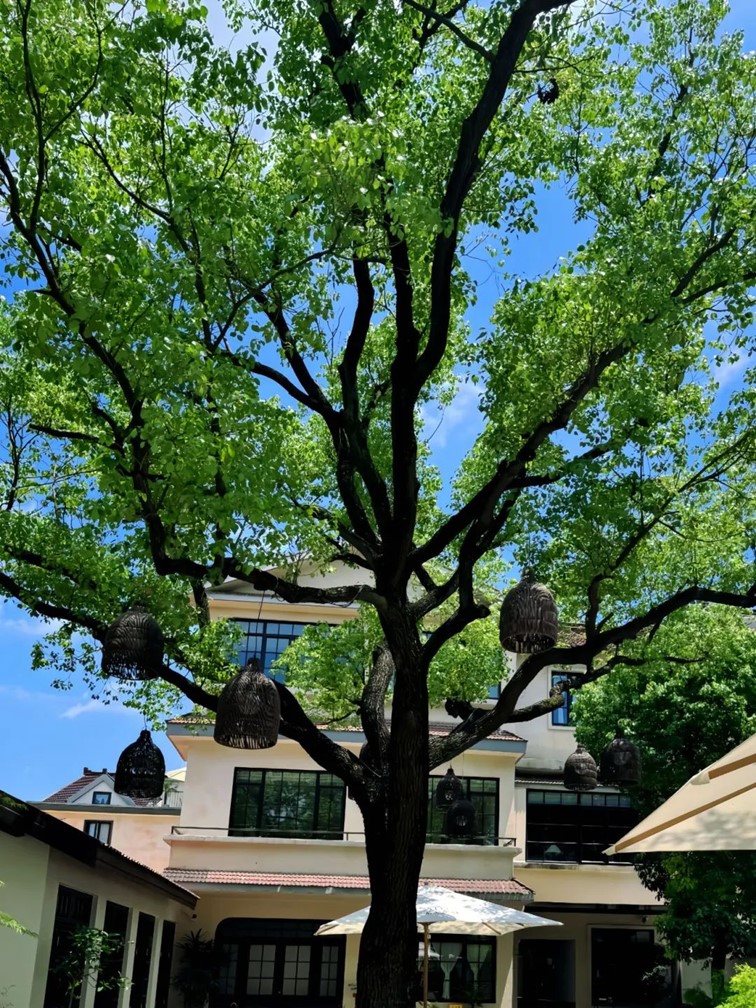 会·聚青浦|这些沪郊雅宿一到秋天就美翻,田园小院赏秋不扎堆 会·聚青浦|这些沪郊雅宿一到秋天就美翻,田园小院赏秋不扎堆