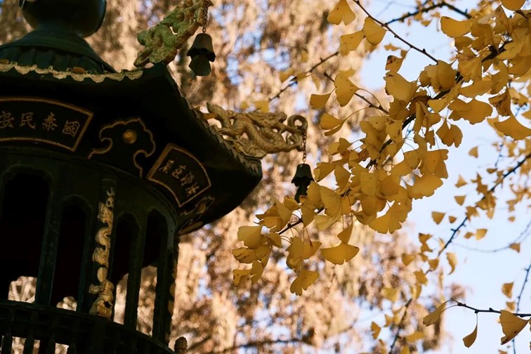 银杏落金,青浦迎来了年度“最闪亮”时刻! 银杏落金,青浦迎来了年度“最闪亮”时刻!