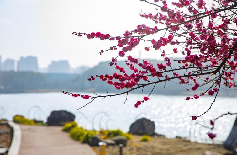 沪水畔,慢时光!梅花映水,到青浦赏梅品水 沪水畔,慢时光!梅花映水,到青浦赏梅品水