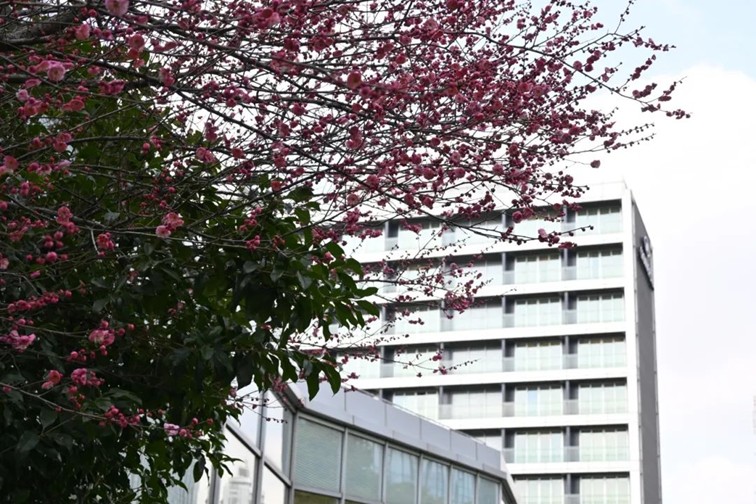 江南梅花季丨“梅”美与共!住在青浦花影中,盼君缓缓归矣 江南梅花季丨“梅”美与共!住在青浦花影中,盼君缓缓归矣