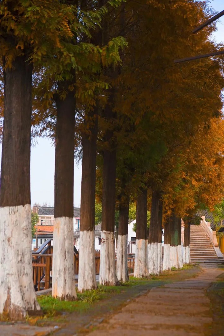 会·聚青浦|宿进江南赏个秋!想了一百种文案,都不及来住上一晚! 会·聚青浦|宿进江南赏个秋!想了一百种文案,都不及来住上一晚!