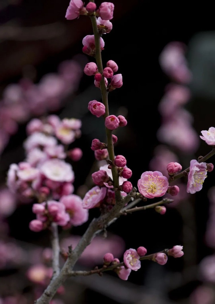 江南梅花季丨“梅”美与共!住在青浦花影中,盼君缓缓归矣 江南梅花季丨“梅”美与共!住在青浦花影中,盼君缓缓归矣