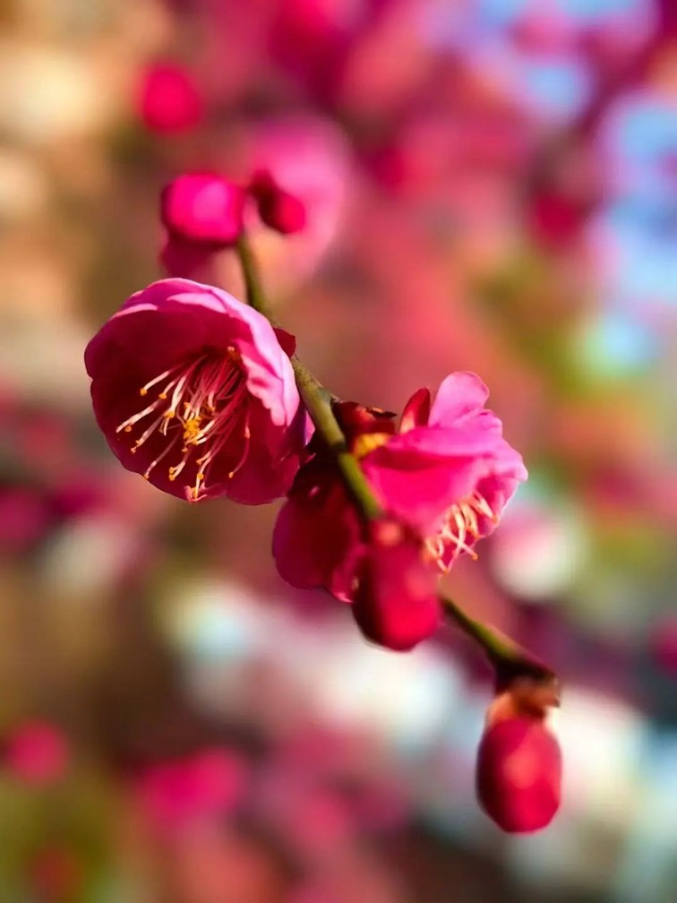 江南梅花季丨“梅”美与共!住在青浦花影中,盼君缓缓归矣 江南梅花季丨“梅”美与共!住在青浦花影中,盼君缓缓归矣