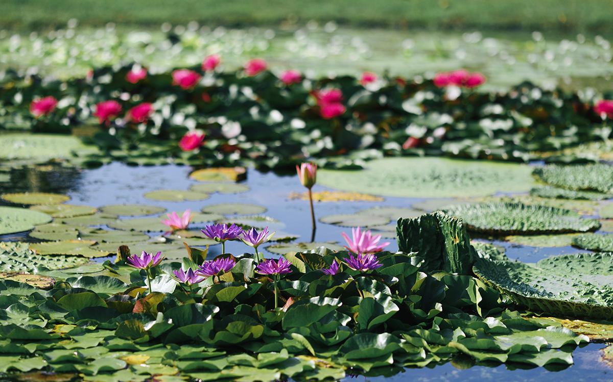 莲漪 展区 (2).jpg 莲漪 展区 (2).jpg