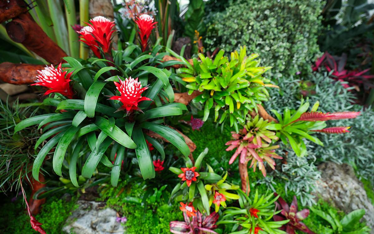 蝶飞凤舞 2.jpg 蝶飞凤舞 2.jpg